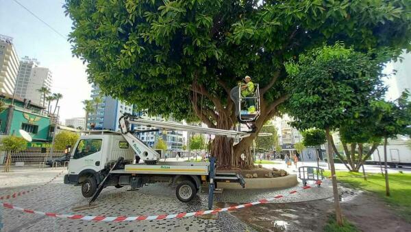 Benidorm poda el icónico ficus de la Plaza de la Hispanidad para garantizar la seguridad ante un posible estrés hídrico del ejemplar 