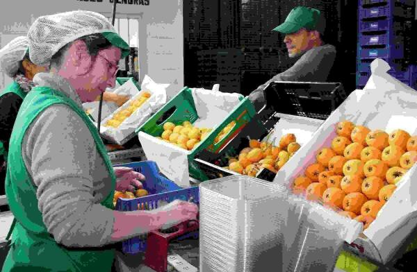 El Ayuntamiento de Callosa considera la reducci&oacute;n del IRPF del n&iacute;spero para la Renta de 2016 &ldquo;insuficiente&rdquo; y reclama una rebaja m&iacute;nima del 50% permanente