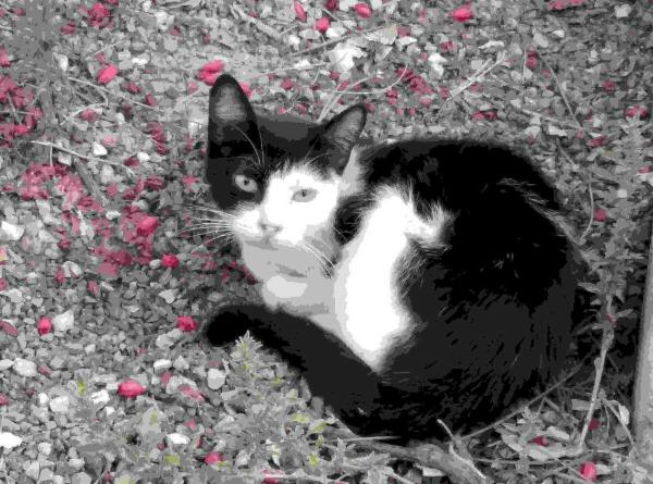 La Vila &middot; Medio Ambiente inicia su campa&ntilde;a de esterilizaci&oacute;n de gatos sin propietario  