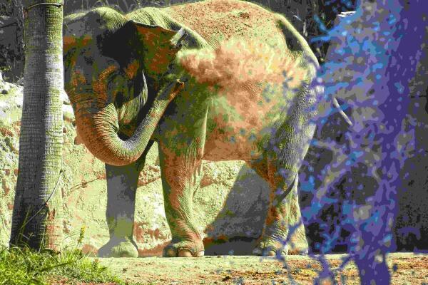 Los expertos de Terra Natura Benidorm alertan sobre la conservación de los elefantes en estado salvaje 