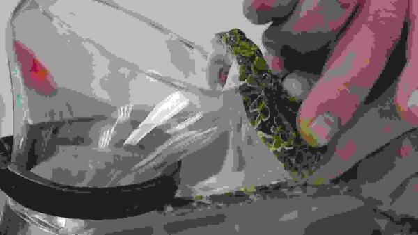 Terra Natura Benidorm participa en un estudio sobre veneno dirigido por el National Natural Toxins Research Center de Texas. 