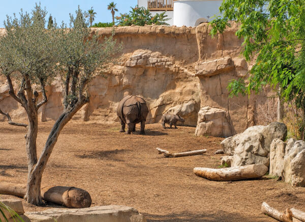 Brutus, la cr&iacute;a de rinoceronte indio nacida en Terra Natura Benidorm, evoluciona con &eacute;xito y comienza a descubrir el entorno junto a su madre
