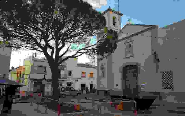 L’Alfàs plantará en abril un nuevo pino en la plaza Mayor
