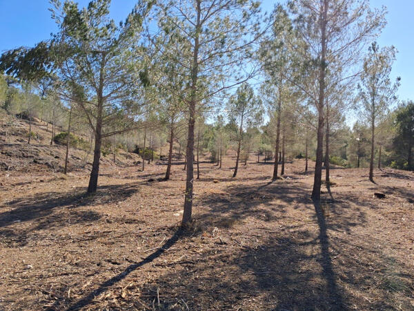 El Ayuntamiento de Altea realiza una inversi&oacute;n r&eacute;cord de m&aacute;s de 100.000 &euro; en prevenci&oacute;n de incendios y mejora del entorno forestal
