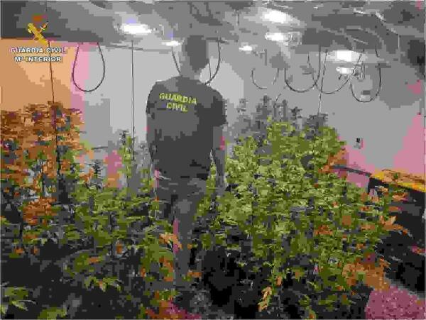 La Guardia Civil desmantela una plantaci&oacute;n de marihuana en Hond&oacute;n de los Frailes.