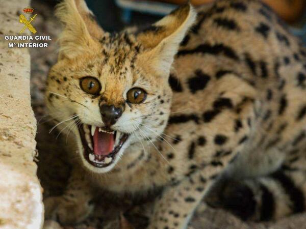 La Guardia Civil recupera un serval africano en una parcela de Polop 