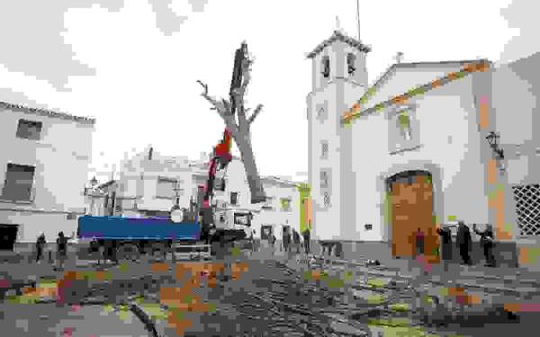 L’Alfàs se despide del pino de la plaza Mayor, el sexto en la historia del municipio
