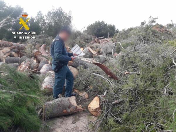 La Guardia Civil denuncia la tala ilegal de pinos mediterráneos en el municipio de Orihuela