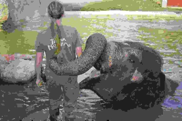 Benidorm &middot; La elefanta Kaiso recibe la visita del dentista 