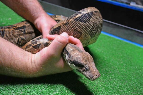 Terra Natura Benidorm acoge a una boa constrictor que había sido incautada por el SEPRONA 