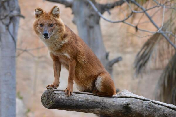 La primavera se abre paso en Terra Natura Benidorm con el nacimiento de seis crías de dhole en peligro de extinción