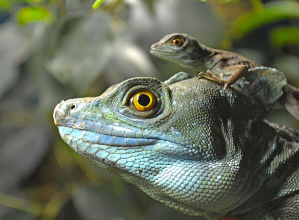 Terra Natura Benidorm acoge el nacimiento de 10 basiliscos, conocidos como lagartos Jesucristo  