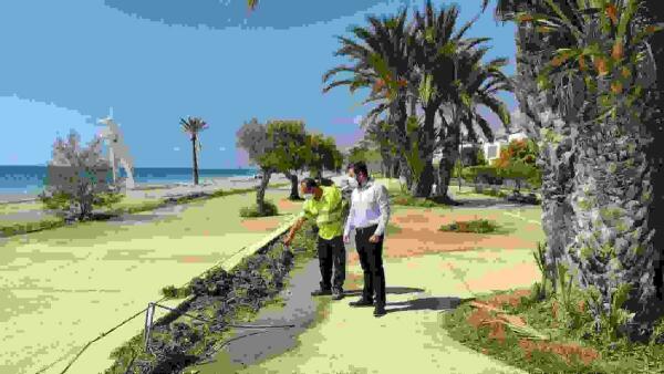 Parques y Jardines ornamenta con nuevas plantas y árboles el paseo de la playa del Paradís