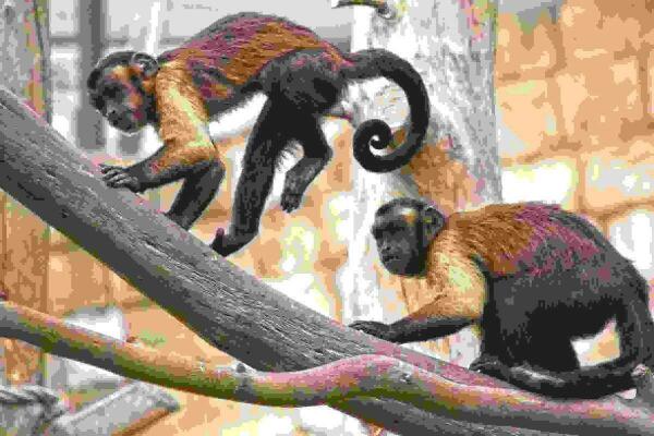 Terra Natura Benidorm se suma al &lsquo;D&iacute;a Mundial del Mono&rsquo; con actividades durante todo el fin de semana