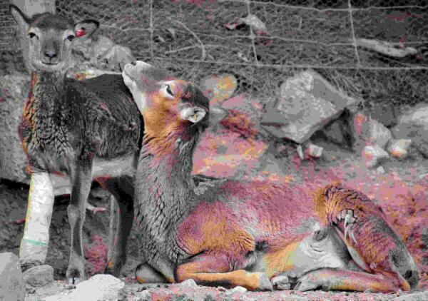 Los veterinarios de Terra Natura Benidorm intervienen a un muflón para curar su cojera