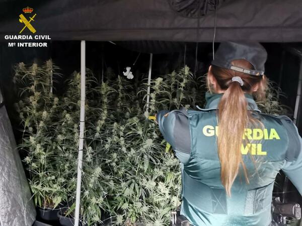 La Guardia Civil desmantela dos plantaciones dedicadas al cultivo “indoor” de marihuana en Calpe  