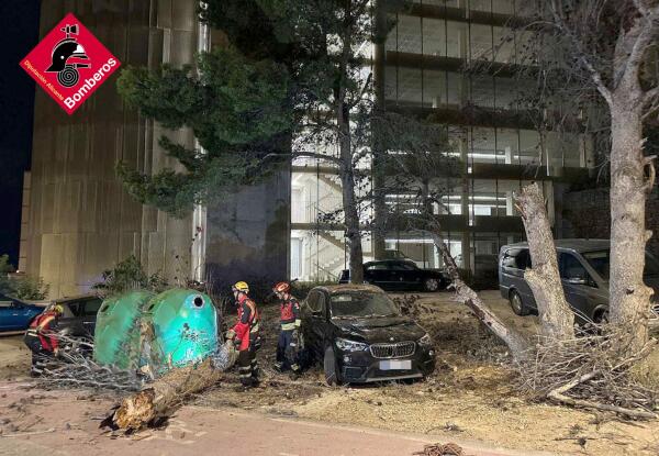 Un pino de grandes dimensiones provoca daños materiales a varios vehículos en Benidorm.
