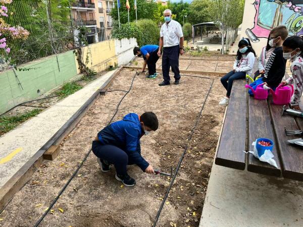 LOS ESCOLARES DEL CEIP PUIG CAMPANA DE FINESTRAT EMPIEZAN A RECOGER LOS FRUTOS DE LOS HUERTOS ESCOLARES HABILITADOS A PRINCIPIO DE CURSO