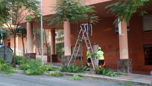 Benidorm comienza una campaña de poda de arbolado que se prolongará hasta mediados de marzo 