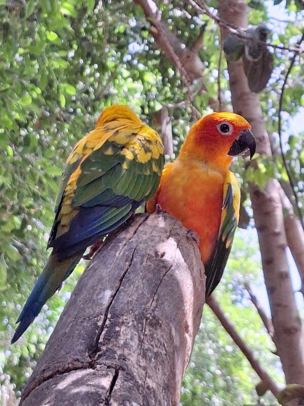 Siete nuevas aratingas del sol se integran con éxito en el aviario de Terra Natura Benidorm