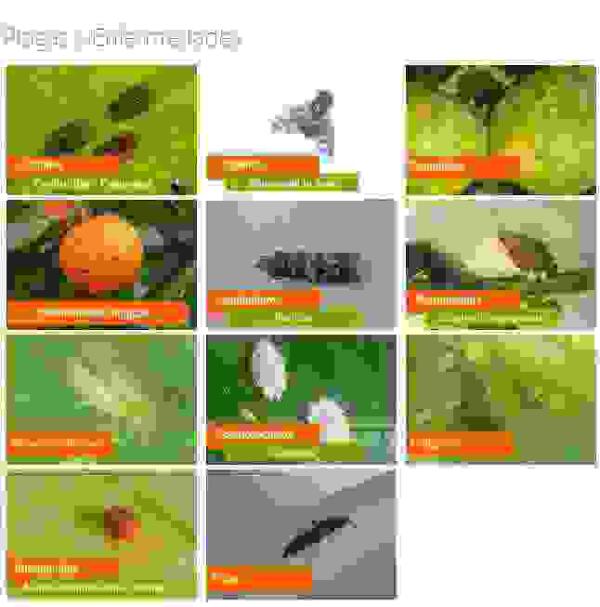 Altea &middot; Agricultura anuncia el curso "Gesti&oacute;n integrada de plagas"