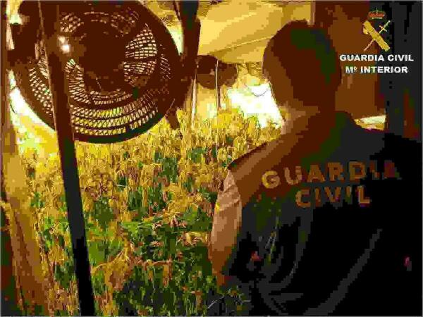 La Guardia Civil desarticula una nueva organizaci&oacute;n dedicada al cultivo de marihuana por toda la provincia de Alicante