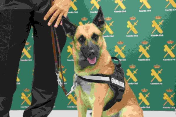 La Guardia Civil de Alicante cuenta con un nuevo agente, &uacute;nico en la Comunidad Valenciana