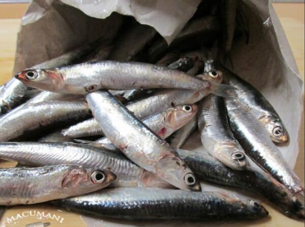 Estas son las principales diferencias entre anchoa y boquerón