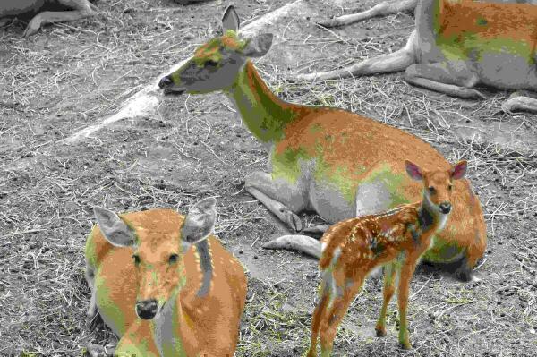 Terra Natura Benidorm logra la reproducción de una especie vulnerable con el nacimiento de 11 barasingas 