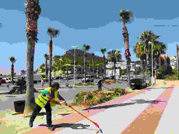 Poda de palmeras en zonas verdes municipales de Finestrat. 