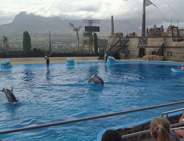 Piden prohibir los espectáculos con delfines de ‘Mundomar Benidorm’