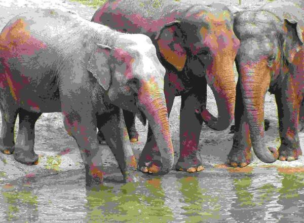 Terra Natura Benidorm participa en el estudio Species360 Conservation Science Alliance