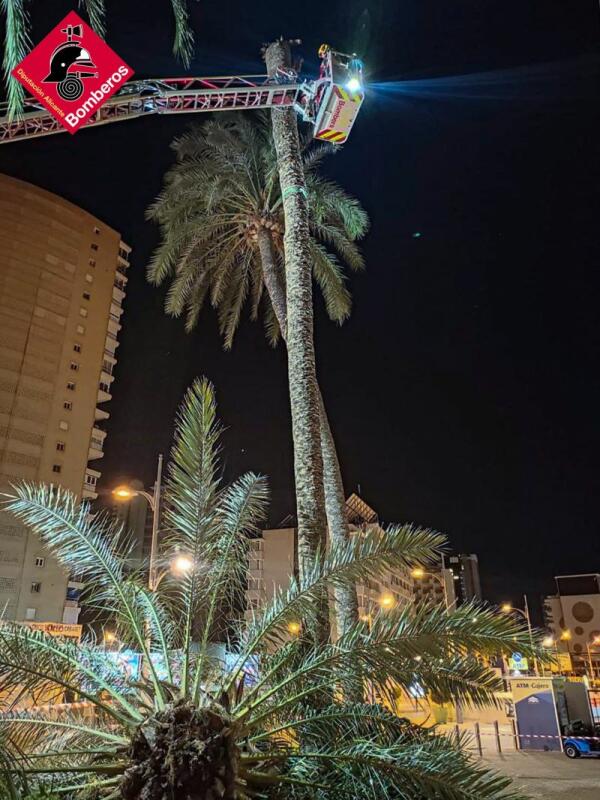 Esta madrugada sobre la 05:30 horas, los Bomberos Provinciales con base en el Parque sito Benidorm, han sido activados a consecuencia de la caída sobre la vía pública, del cepellón de una gran palmera de aproximadamente unos 20 metros de altura