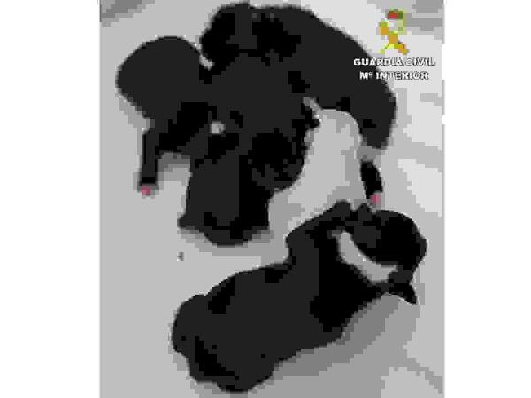 La Guardia Civil esclarece, a trav&eacute;s del ADN, el robo de una camada de perros 