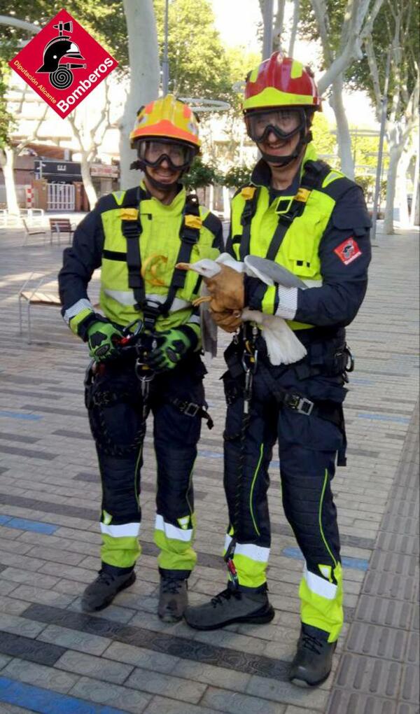 RESCATE DE UNA GAVIOTA EN BENIDORM