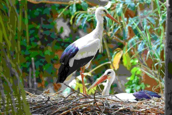 Una pareja de cigüeñas procedentes de centros de recuperación anida en Terra Natura Benidorm