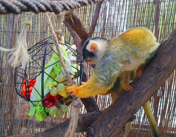 Los Reyes Magos entregan regalos a los animales de Terra Natura Benidorm para promover su bienestar 