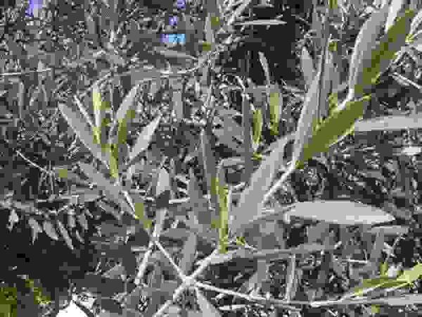 Altea informa sobre la Xylella Fastidiosa