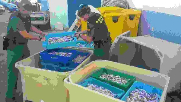 La Guardia Civil interviene en el Puerto pesquero de Altea casi 300 kgs. de pescado fresco inmaduro 