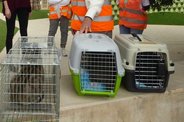 La Nucía esterilizó 350 gatos en 2023, cifra récord