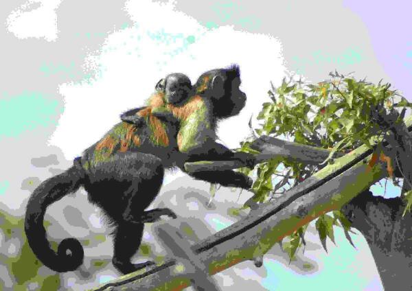 Terra Natura Benidorm vive una eclosi&oacute;n de nacimientos con 18 nuevas cr&iacute;as de siete especies diferentes 