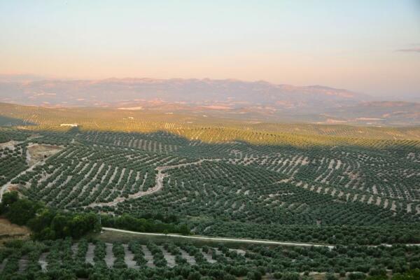 España se enfrenta a su mayor reto agrario del siglo: convertir en regadío 1.901.529 hectáreas de olivar antes de que sea tarde