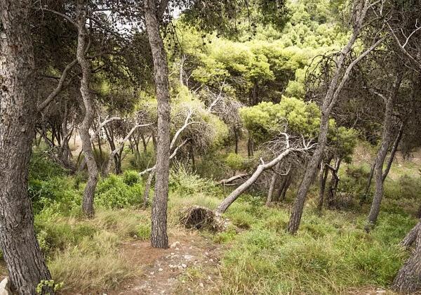 La Diputaci&oacute;n destina 800.000 euros a la mejora de las masas forestales de trece municipios de la provincia  