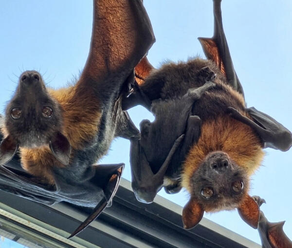 Nacen doce nuevas cr&iacute;as en Terra Natura Benidorm en apenas cinco d&iacute;as 