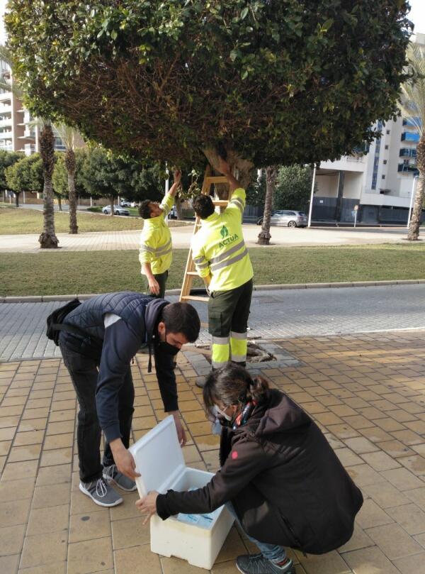 Medio Ambiente combate la plaga de psila en los ficus de la Vila Joiosa con un novedoso tratamiento natural de chinches 